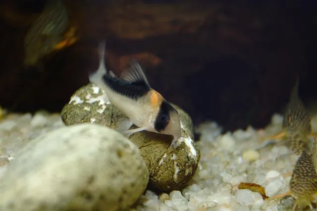 Foto de Corydoras duplicareus em ambiente natural ou aquário