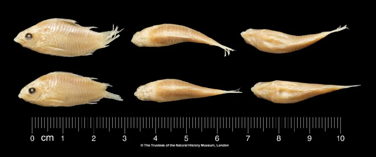 Foto de Corydoras elegans em ambiente natural ou aquário