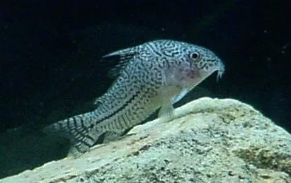 Foto de Corydoras haraldschultzi em ambiente natural ou aquário