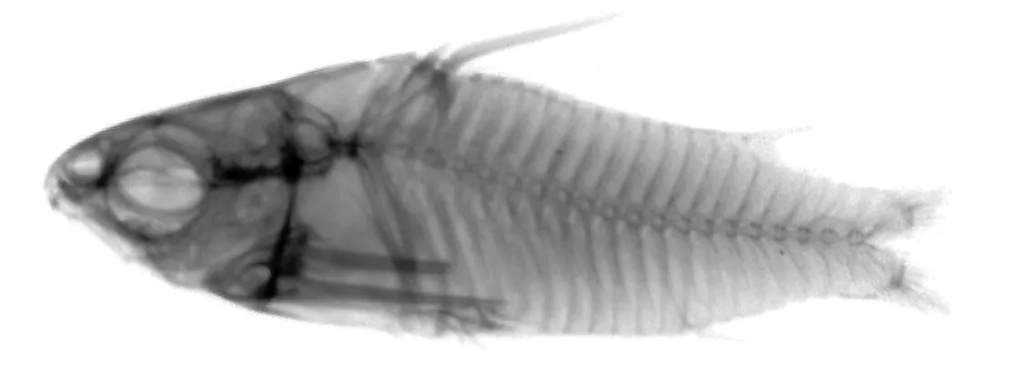 Foto de Corydoras hastatus em ambiente natural ou aquário