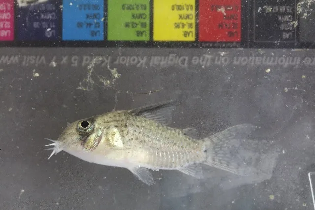 Foto de Corydoras kanei em ambiente natural ou aquário