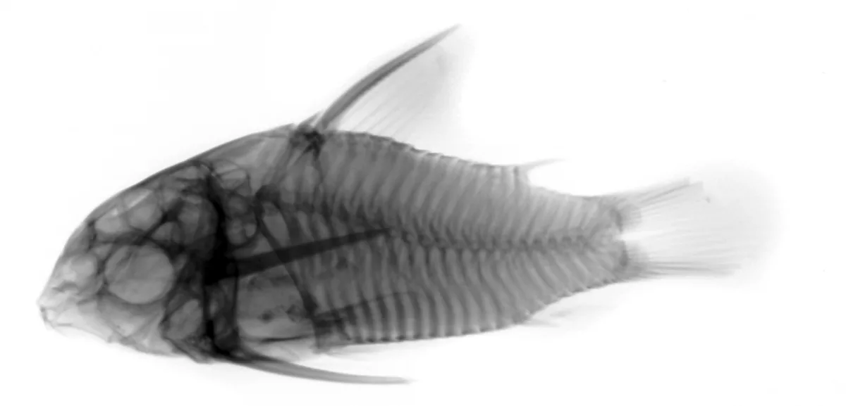 Foto de Corydoras leucomelas em ambiente natural ou aquário