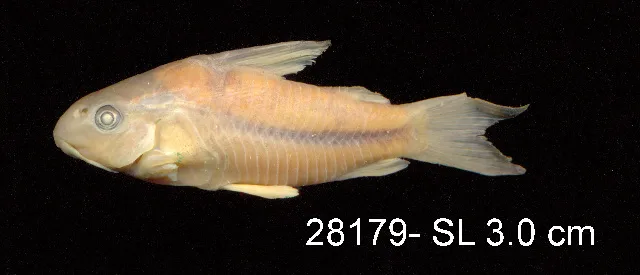Foto de Corydoras nattereri em ambiente natural ou aquário