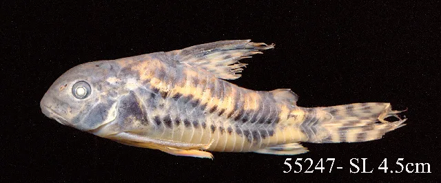 Foto de Corydoras paleatus em ambiente natural ou aquário