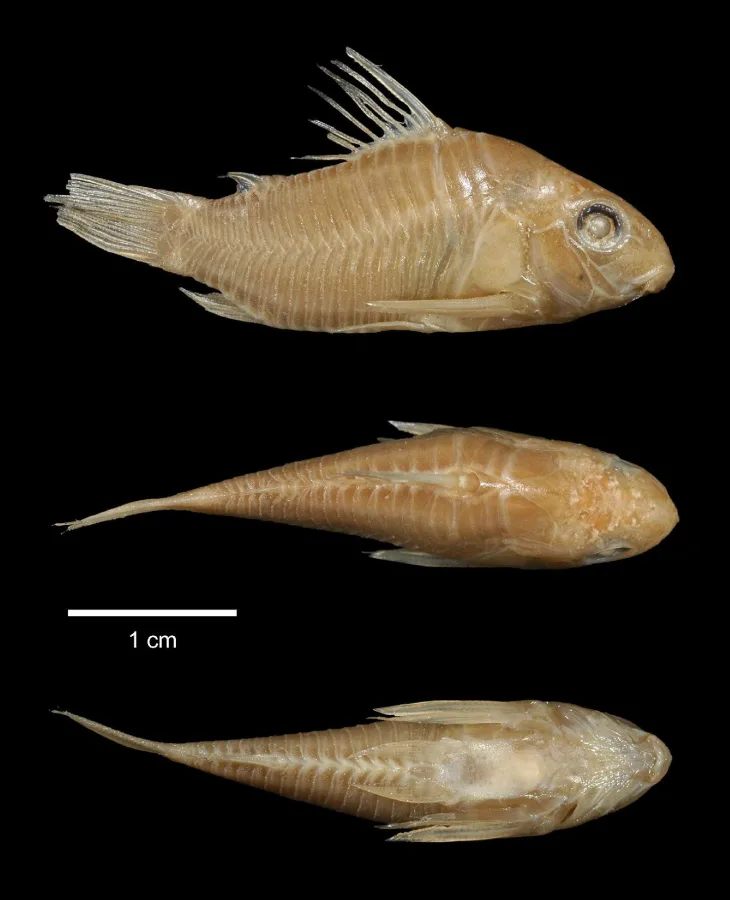 Foto de Corydoras polystictus em ambiente natural ou aquário