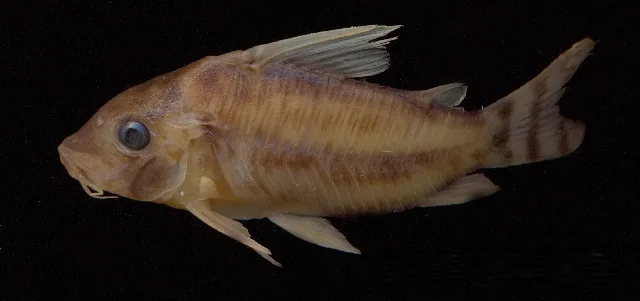 Foto de Corydoras pulcher em ambiente natural ou aquário
