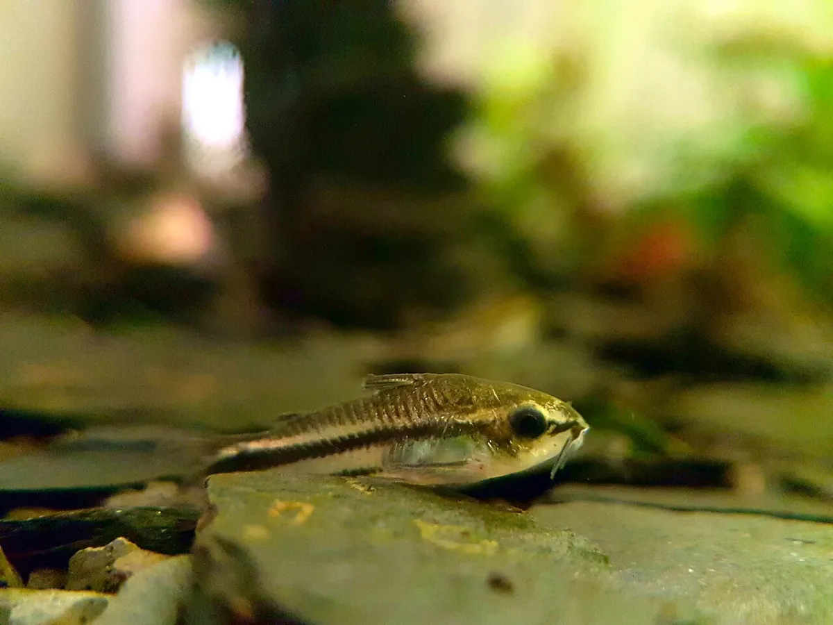 Foto de Corydoras pygmaeus em ambiente natural ou aquário