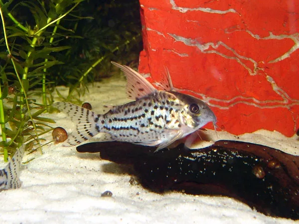 Foto de Corydoras schwartzi em ambiente natural ou aquário