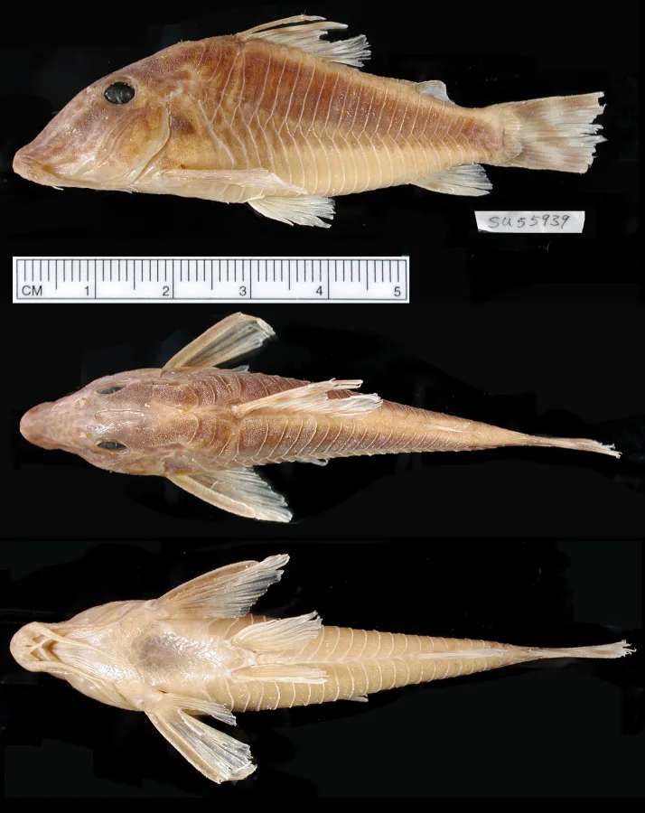 Foto de Corydoras semiaquilus em ambiente natural ou aquário