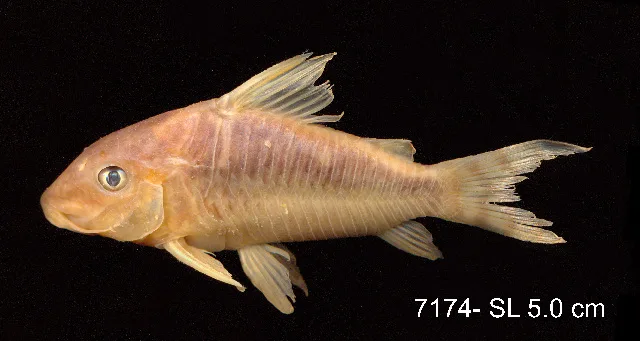 Foto de Corydoras seussi em ambiente natural ou aquário