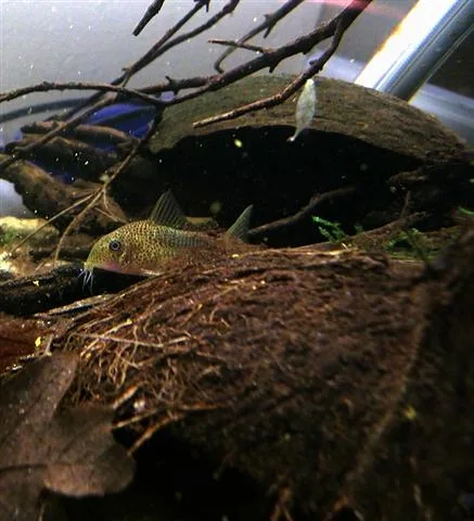Foto de Corydoras similis em ambiente natural ou aquário