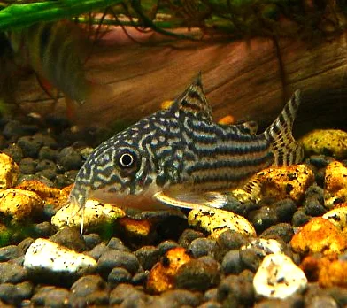 Foto de Corydoras sterbai em ambiente natural ou aquário