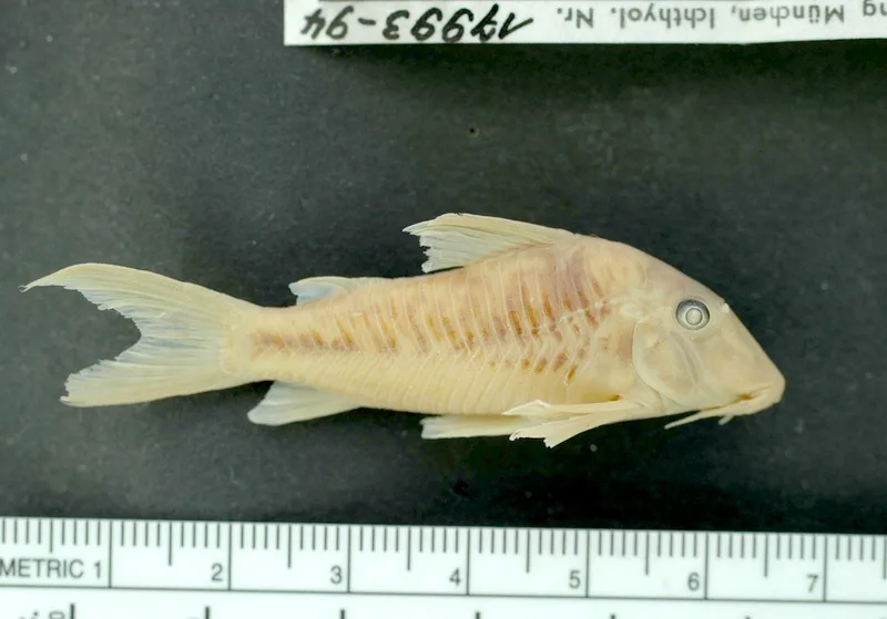Foto de Corydoras treitlii em ambiente natural ou aquário
