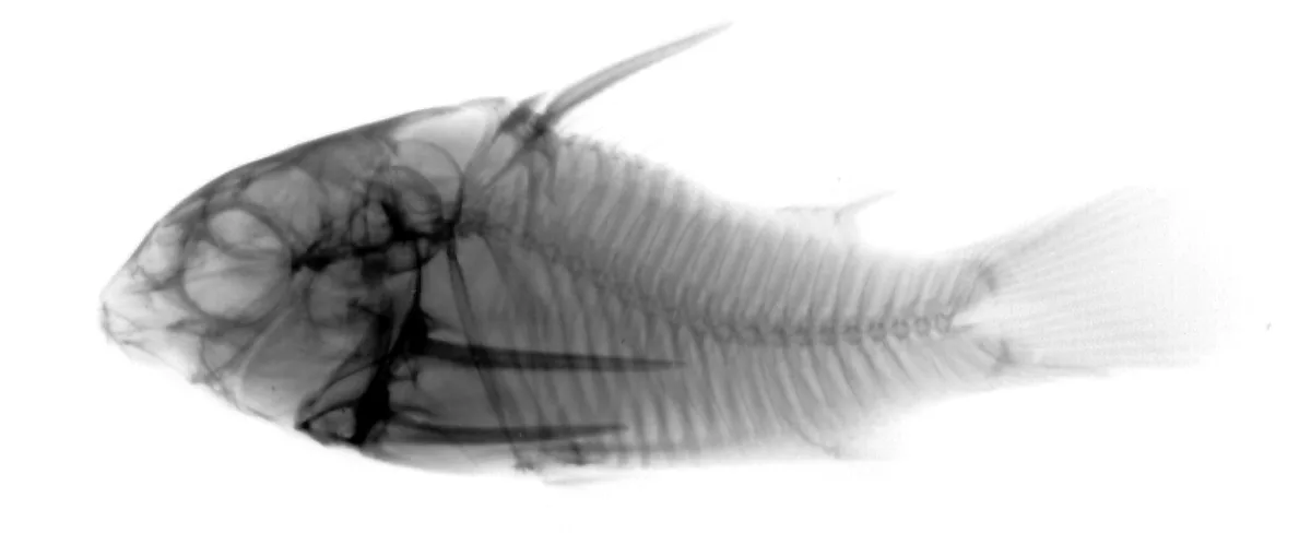 Foto de Corydoras trilineatus em ambiente natural ou aquário