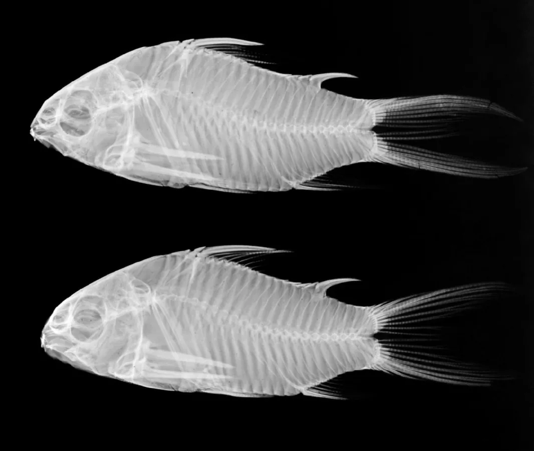 Foto de Corydoras undulatus em ambiente natural ou aquário