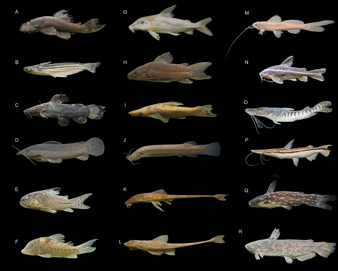 Foto de Corydoras vittatus em ambiente natural ou aquário