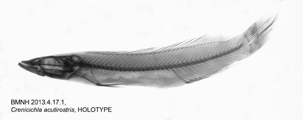 Foto de Crenicichla acutirostris em ambiente natural ou aquário