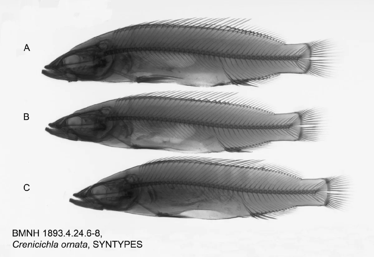 Foto de Crenicichla lenticulata em ambiente natural ou aquário