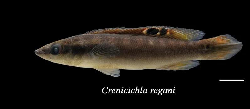 Foto de Crenicichla regani em ambiente natural ou aquário