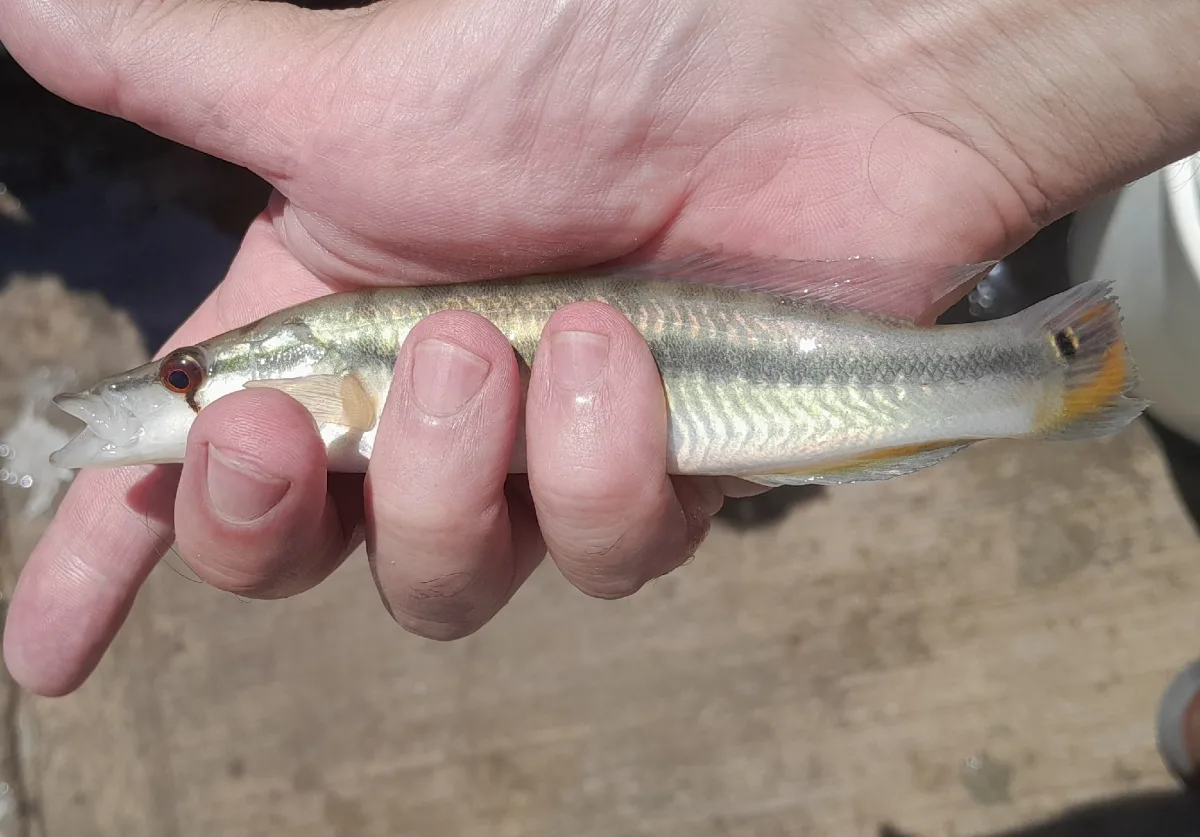 Foto de Crenicichla vittata em ambiente natural ou aquário