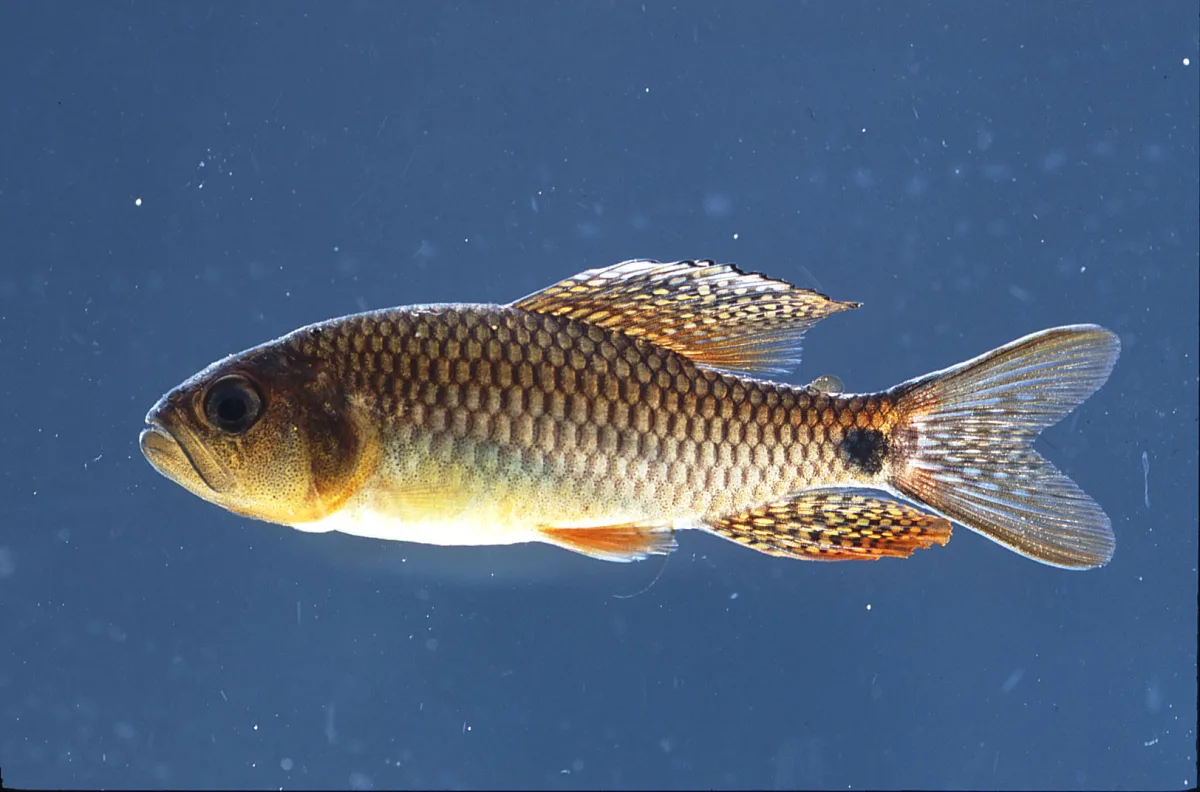 Foto de Crenuchus spilurus em ambiente natural ou aquário