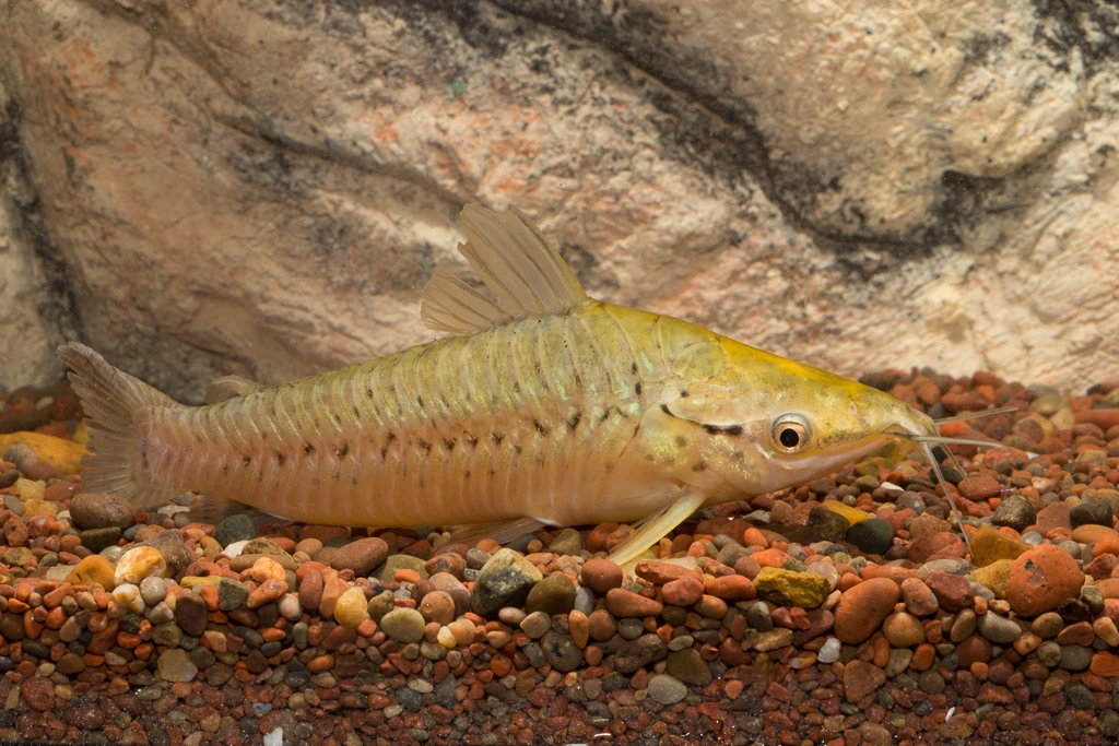 Foto de Dianema longibarbis em ambiente natural ou aquário