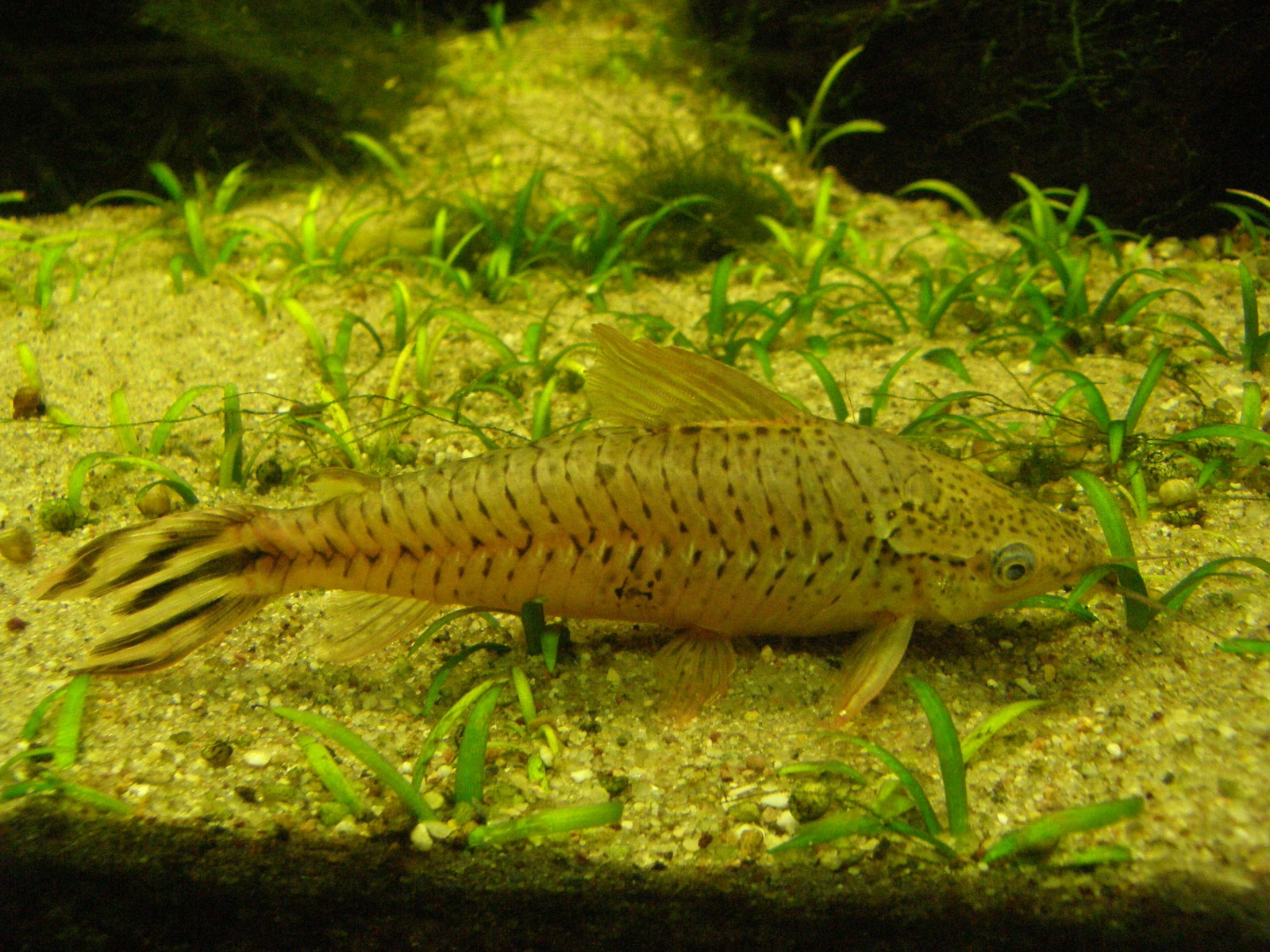 Foto de Dianema urostriatum em ambiente natural ou aquário
