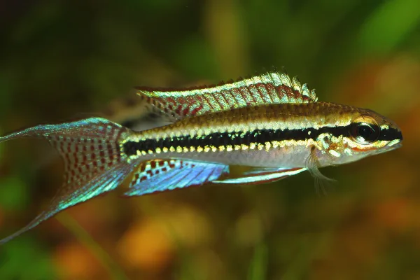 Foto de Dicrossus filamentosus em ambiente natural ou aquário