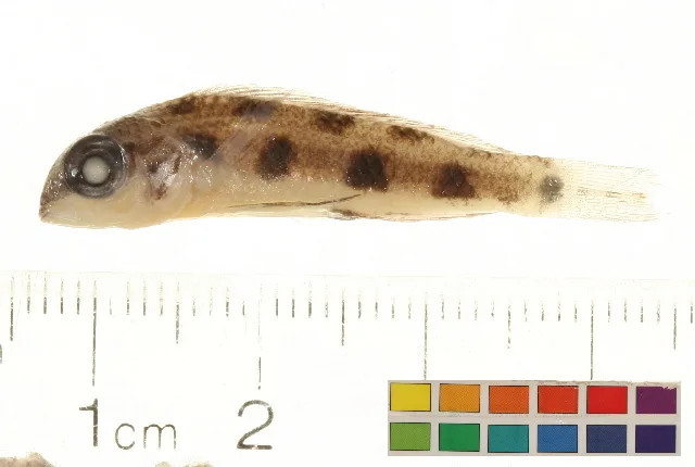 Foto de Dicrossus maculatus em ambiente natural ou aquário