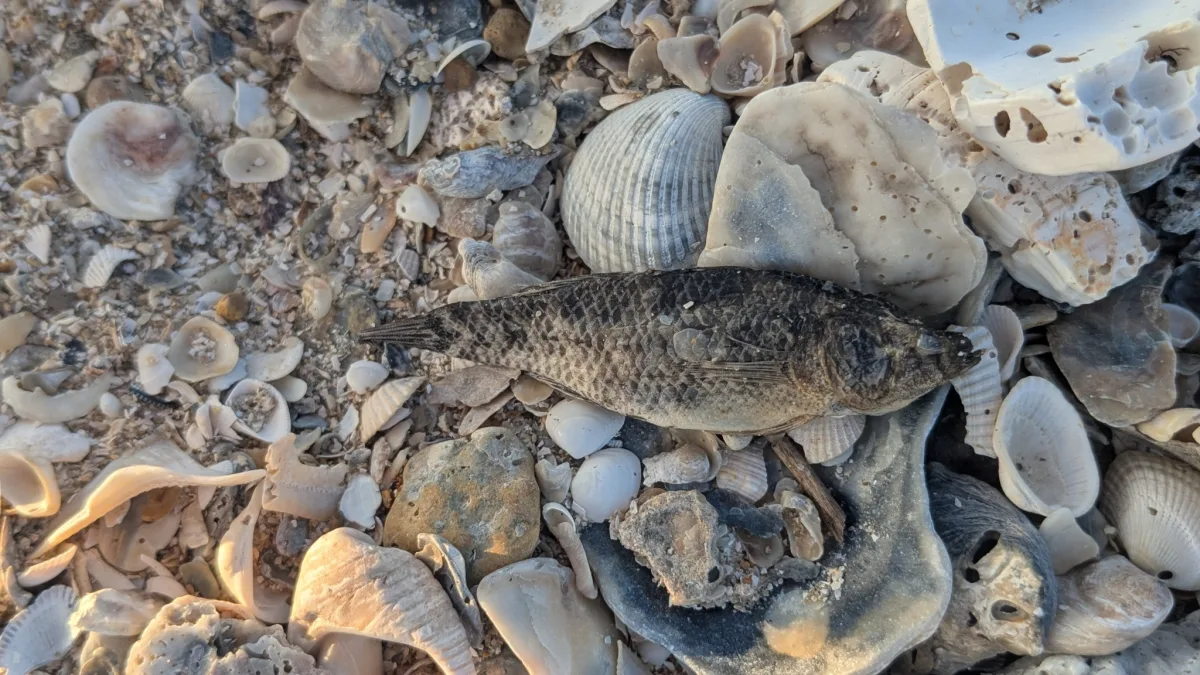 Foto de Dormitator maculatus em ambiente natural ou aquário
