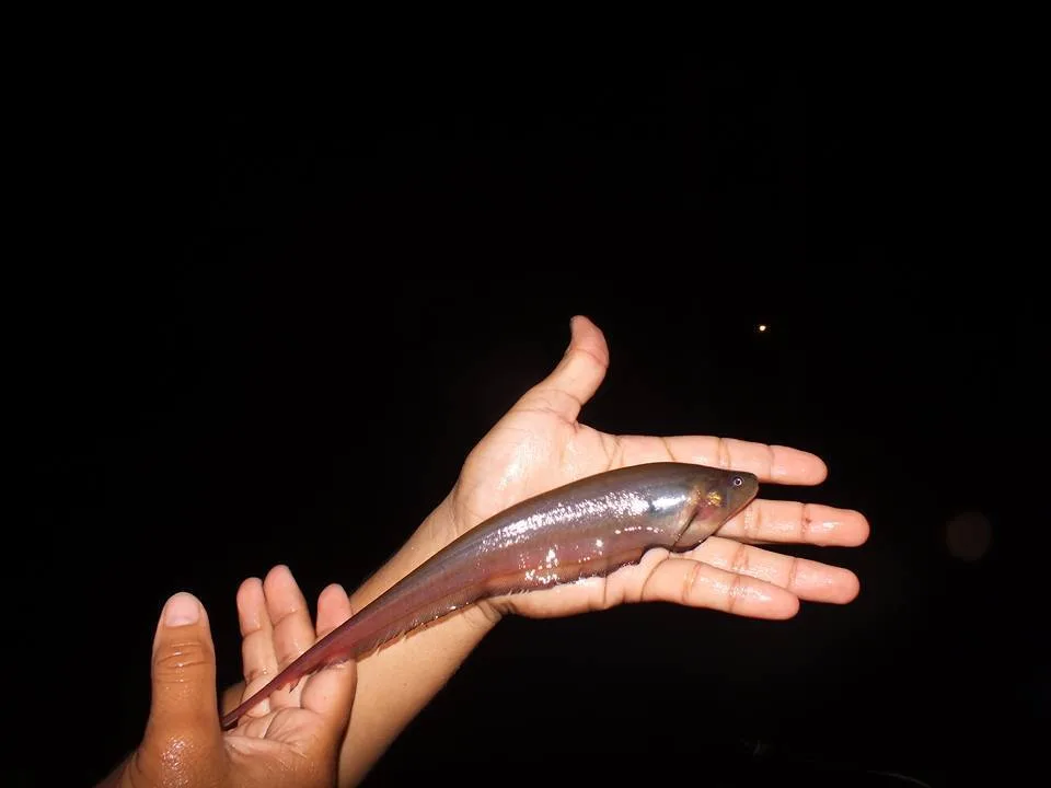 Foto de Eigenmannia limbata em ambiente natural ou aquário