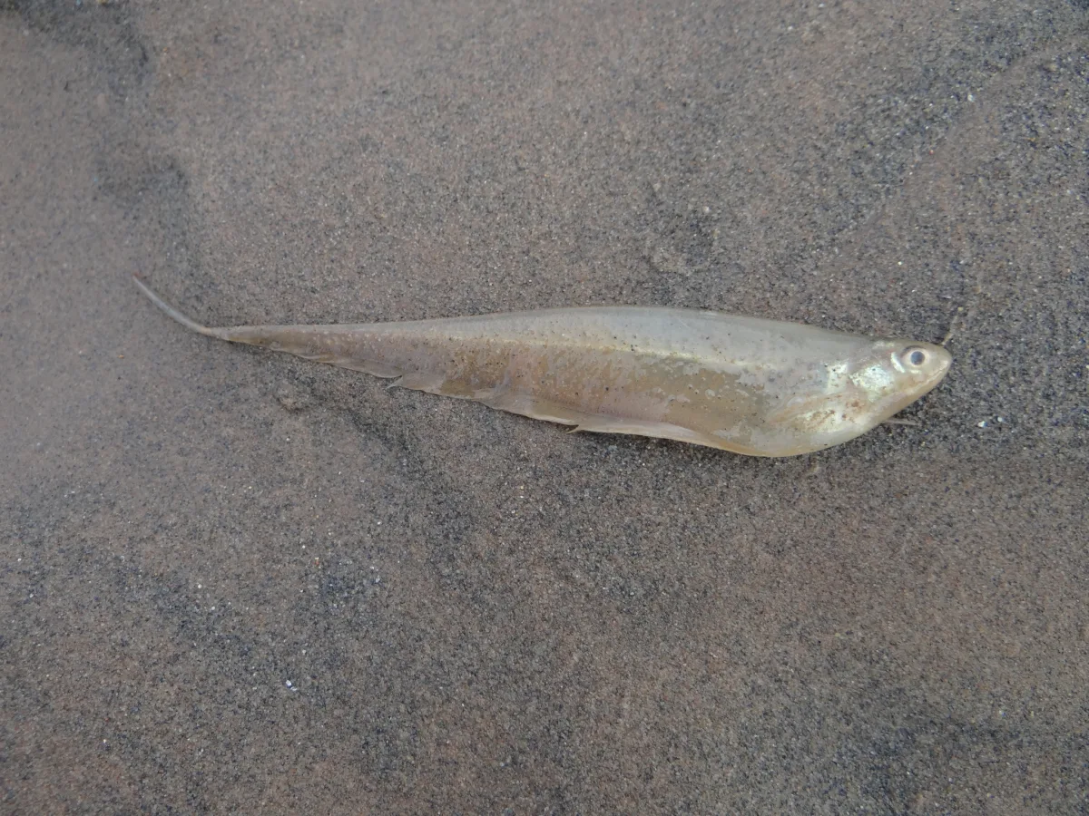 Foto de Eigenmannia macrops em ambiente natural ou aquário