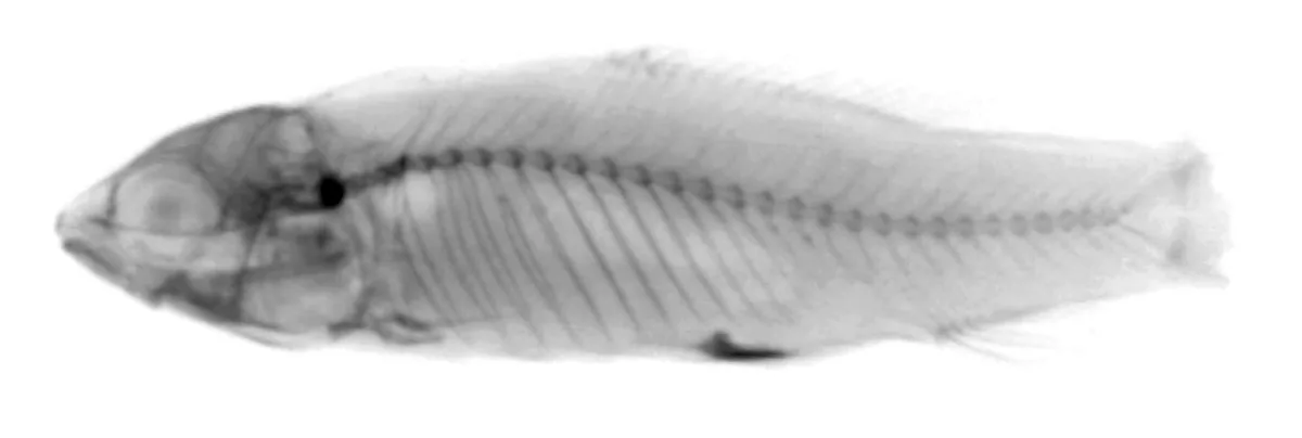 Foto de Elachocharax pulcher em ambiente natural ou aquário
