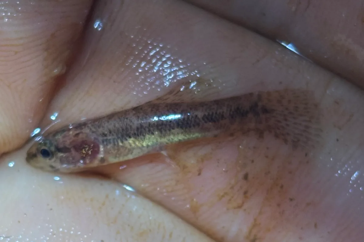 Foto de Erythrinus erythrinus em ambiente natural ou aquário