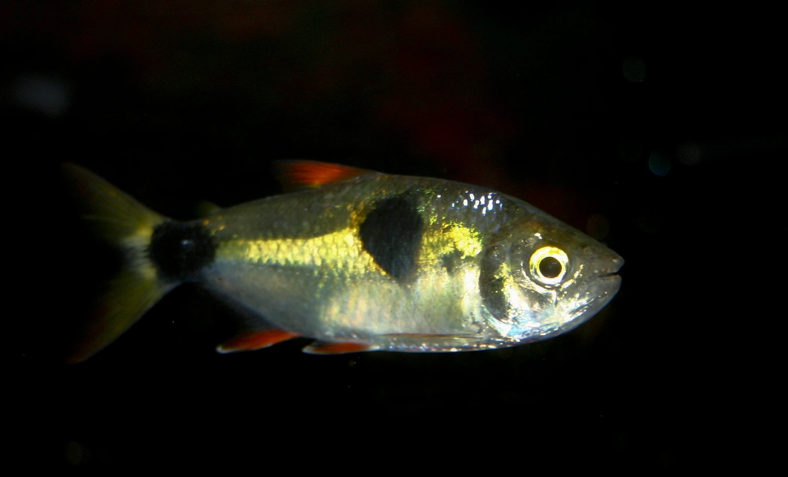 Foto de Exodon paradoxus em ambiente natural ou aquário