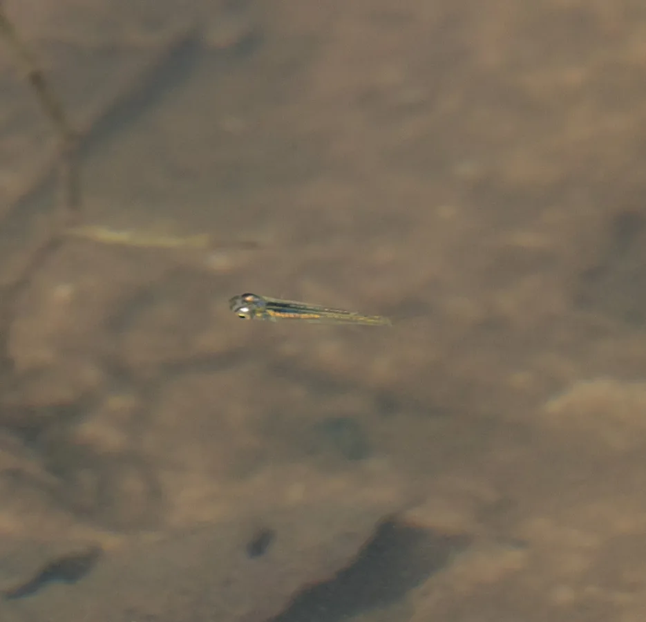 Foto de Fluviphylax simplex em ambiente natural ou aquário
