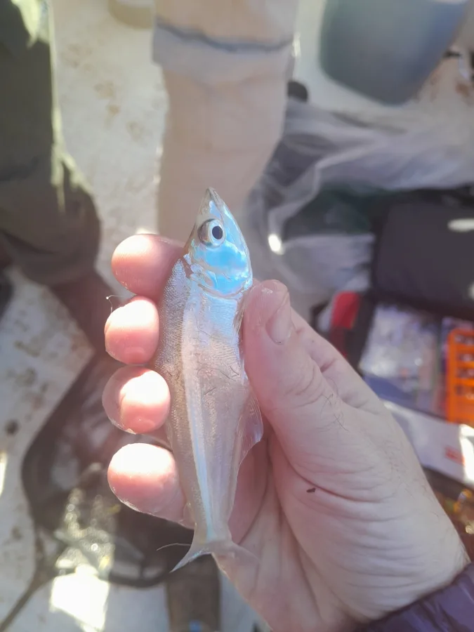 Foto de Galeocharax humeralis em ambiente natural ou aquário