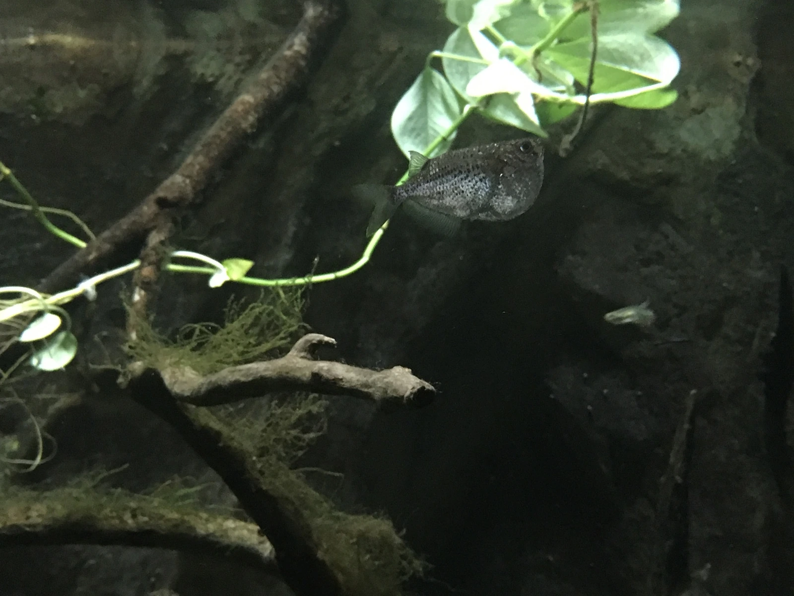 Foto de Gasteropelecus levis em ambiente natural ou aquário