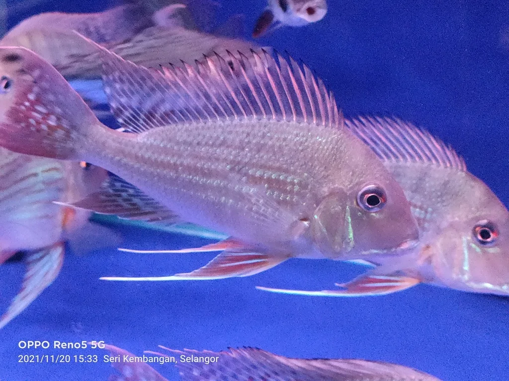Foto de Geophagus altifrons em ambiente natural ou aquário