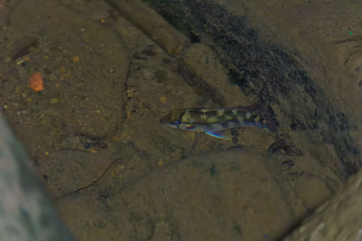 Foto de Geophagus brasiliensis em ambiente natural ou aquário