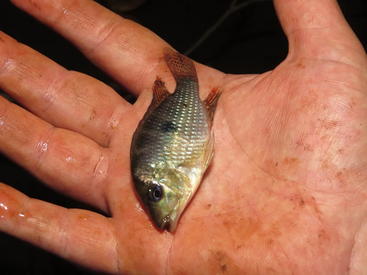 Foto de Geophagus iporangensis em ambiente natural ou aquário