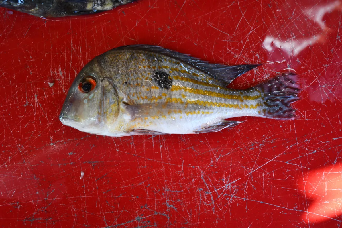 Foto de Geophagus megasema em ambiente natural ou aquário
