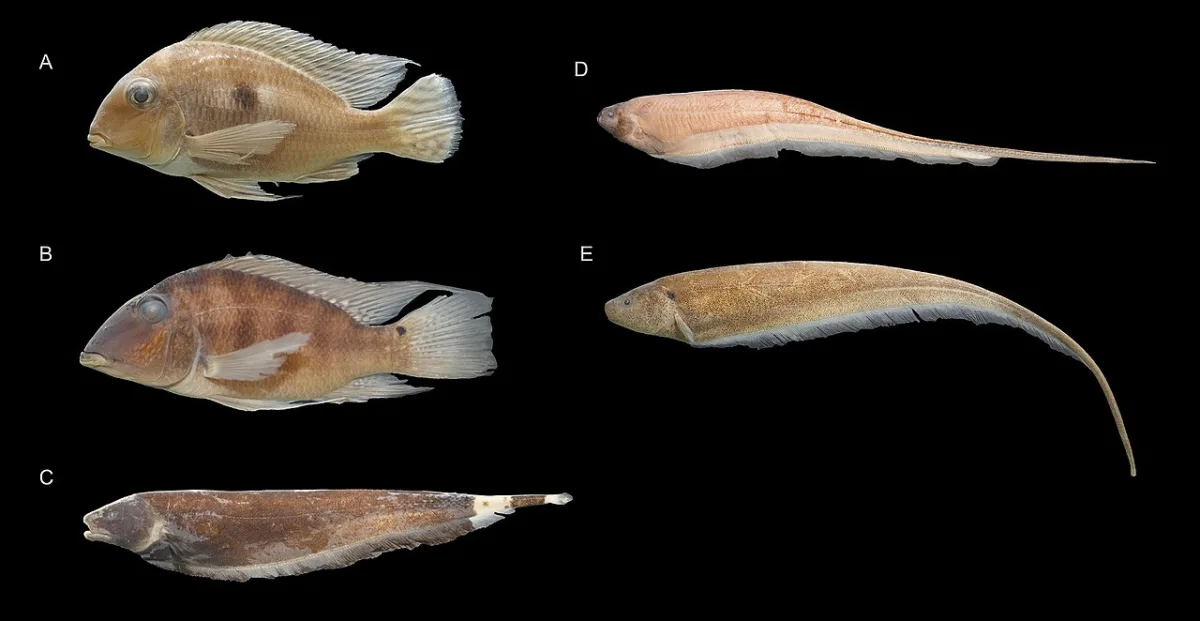 Foto de Geophagus parnaibae em ambiente natural ou aquário