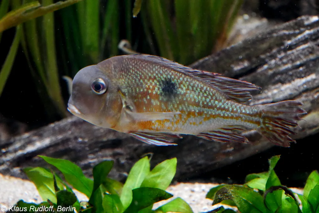 Foto de Geophagus proximus em ambiente natural ou aquário
