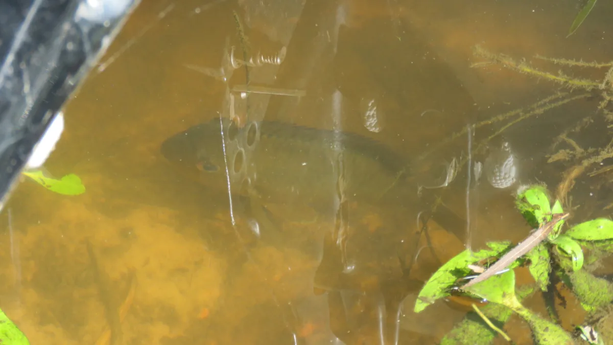 Foto de Gymnogeophagus balzanii em ambiente natural ou aquário