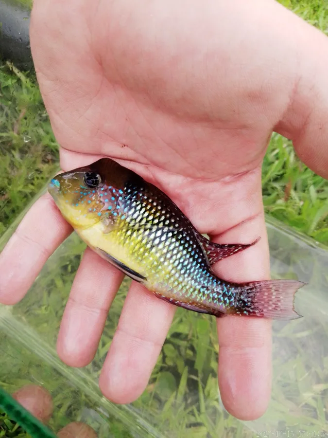 Foto de Gymnogeophagus gymnogenys em ambiente natural ou aquário
