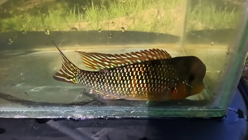 Foto de Gymnogeophagus labiatus em ambiente natural ou aquário