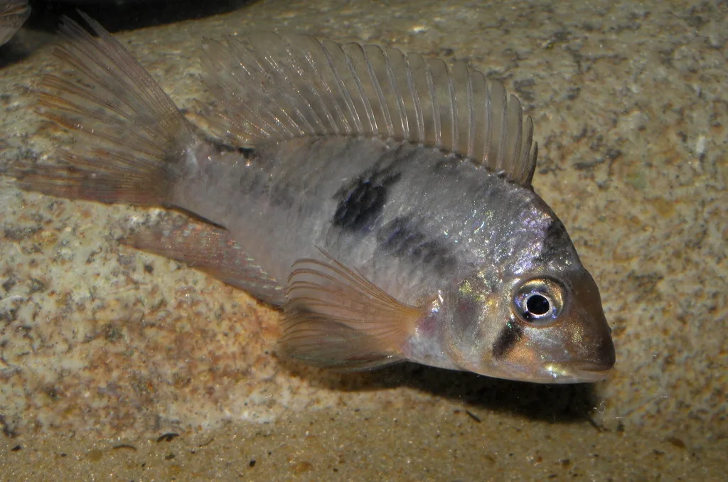 Foto de Gymnogeophagus meridionalis em ambiente natural ou aquário