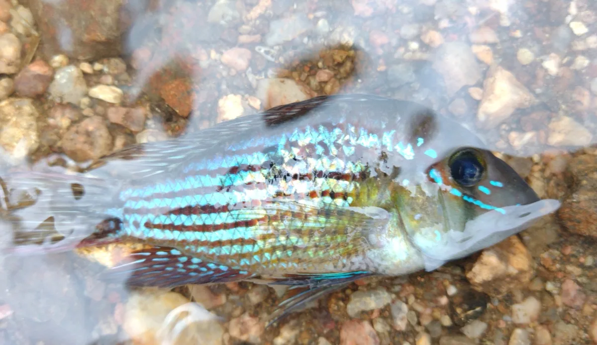 Foto de Gymnogeophagus rhabdotus em ambiente natural ou aquário