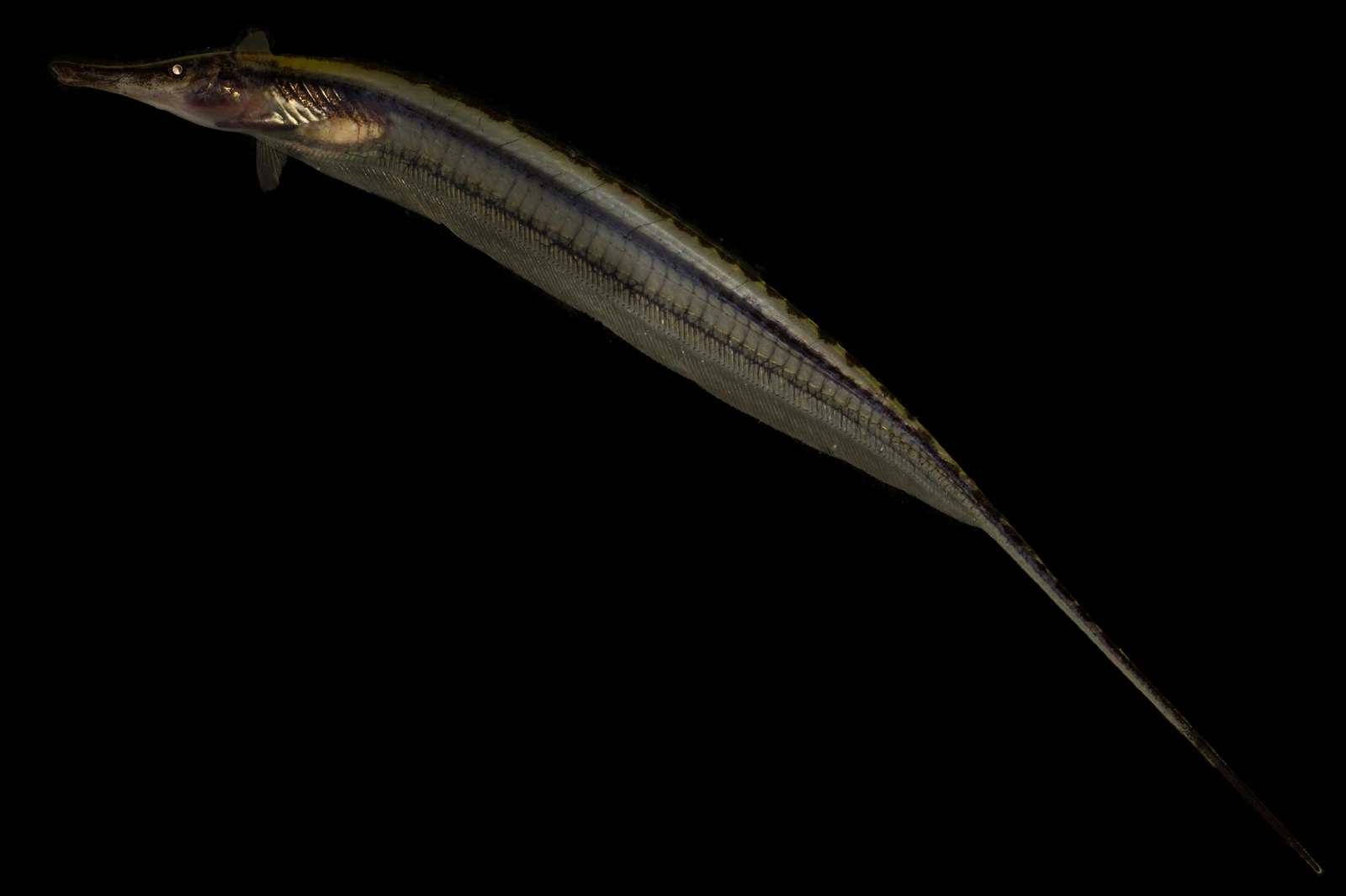 Foto de Gymnorhamphichthys rondoni em ambiente natural ou aquário
